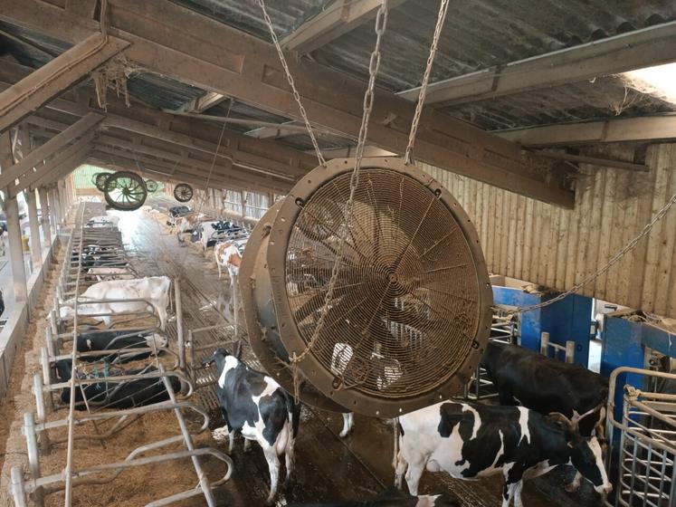 La perte de production laitière chez les vaches lors d'une vague de chaleur est de 5 %, estime l'Inrae.