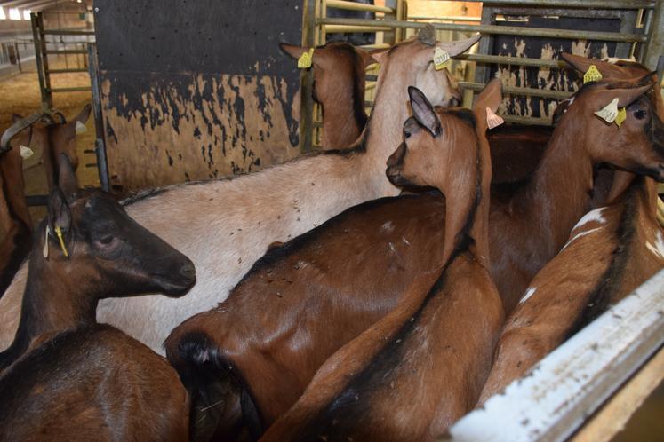 Cindy Pawlowski estime que la productivité des animaux peut chuter de 30 % en cas de forte présence de mouches, dû aux dérangements dans le bâtiment et lors de la traite.