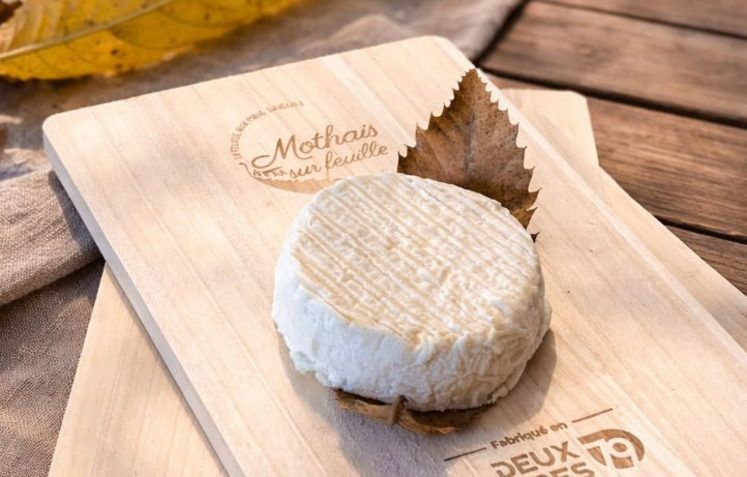 Le Mothais sur feuille rassemble 13 producteurs fermiers, 4 producteurs de lait, 4 artisans et 1 laiterie. 148 tonnes ont été commercialisées en 2025.
