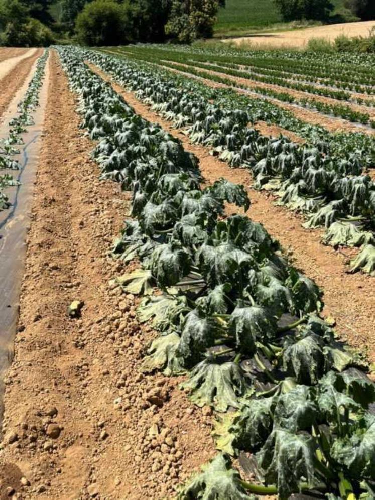 Les cultures en pleine terre souffrent en plus du vent séchant (ici des courges). 