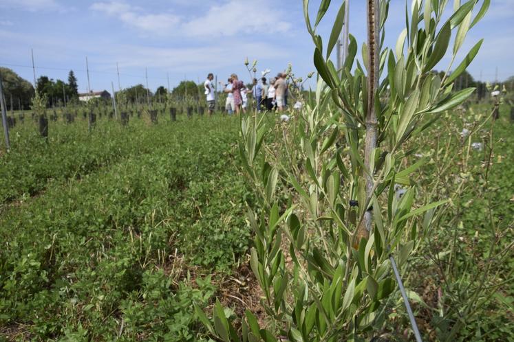 Les stagiaires du 16 juin ont visité les oliviers implantés chez Laetitia Plumat, à Fouquebrune.