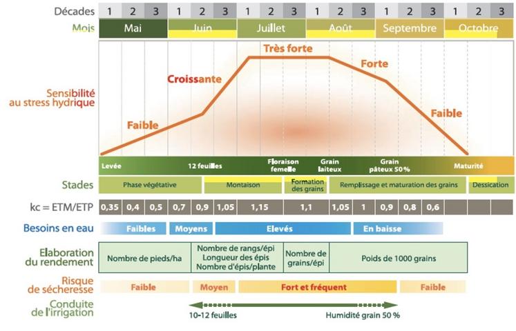 Figure 1 : besoin en eau et sensibilité au stress hydrique du maïs.