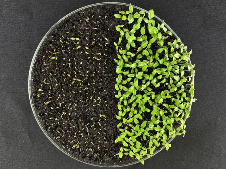 Il s'agit de garantir une germination rapide pour donner naissance à des jeunes plantes résistantes.