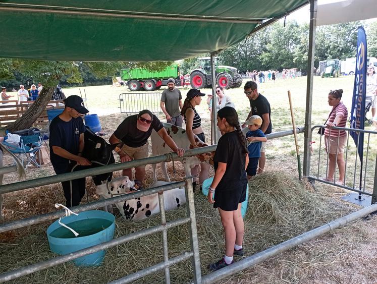 Les animaux étaient bien présents, mais les fortes chaleurs ont conduit à les maintenir autant que possible à l'ombre. La formation aux concours bovins a donc été avancée au samedi matin, avant l'ouverture des portes au public. 12 génisses et 16 jeunes formés y ont pris part. En présentation, Amandine Wuilque est arrivée devant Arthur Crochet et Zoé Yoth. En pointage, Quentin Bonde et Alexis Fouché sont arrivés à la 2ème et 3ème place, derrière Arthur Crochet, habitué des concours et q...