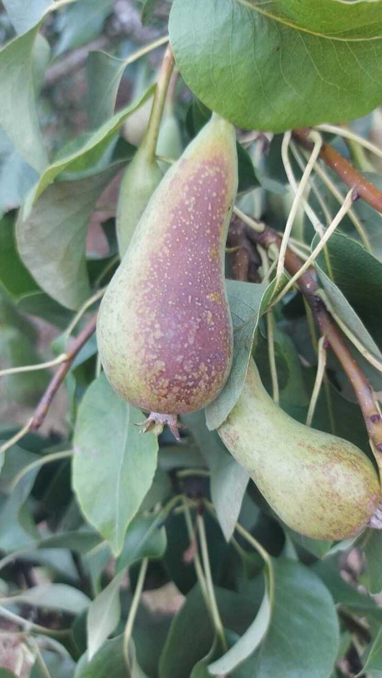 Fruits grillés, ou à la croissance ralentie. Mauvaise année pour l'arboriculture.