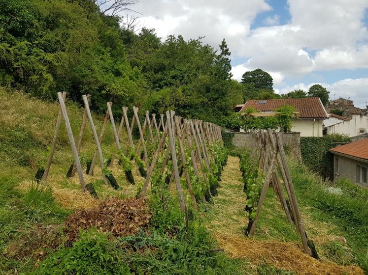 Les membres des "Communs du Clain" ont planté plus de 180 pieds de vignes sur 500 m2.