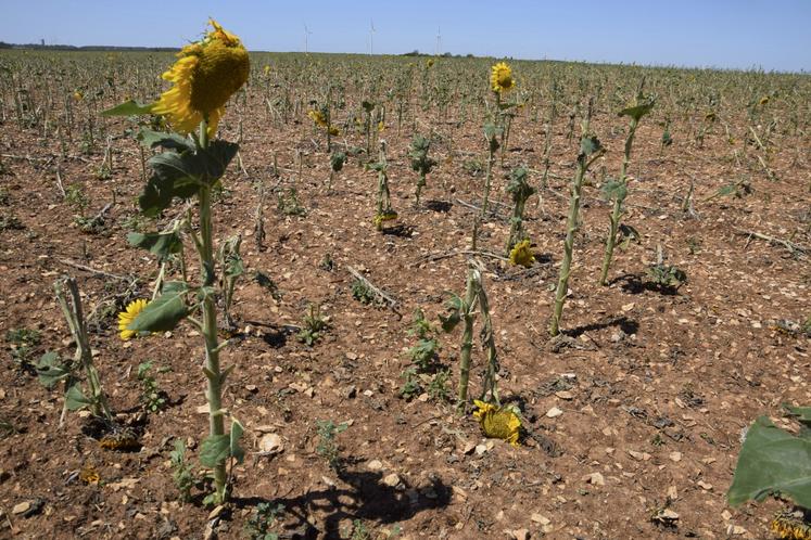 En Nord Charente, la grêle a mis à mal les cultures de tournesol.