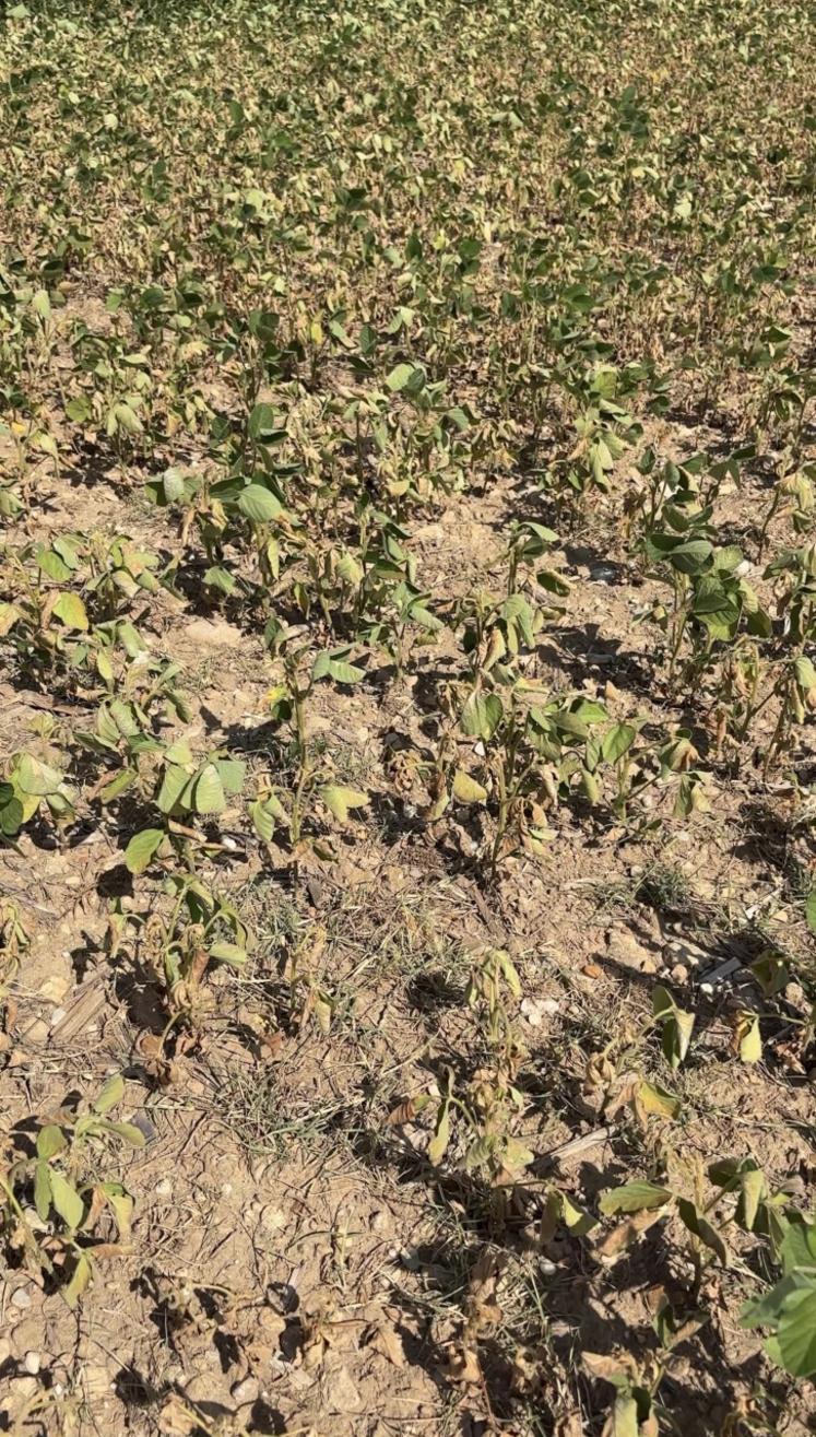 Avec des températures dépassant les 40°C sur de longues durées, les fleurs de soja, par exemple, ont brûlé.