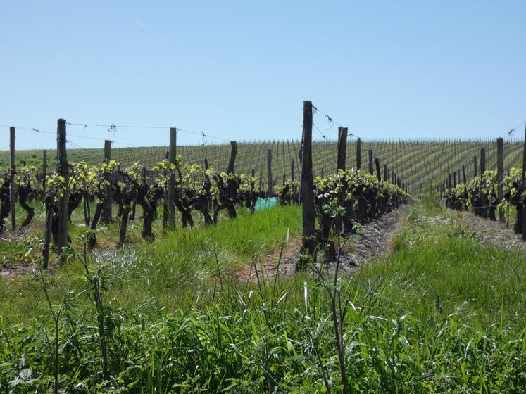 Selon Agreste, l'hectare de vignes se négociait en moyenne à 20 900 €/ha en 2025 en Charente-Maritime. Le vignoble de Charente s'en sort un peu mieux, avec un prix moyen de 25 600 €/ha.