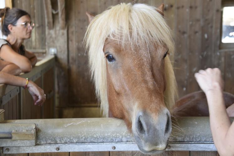 Les participants à la deuxième commission équine ont visité le Haras des Quatre Vents à Roumazières, élevage de chevaux islandais.