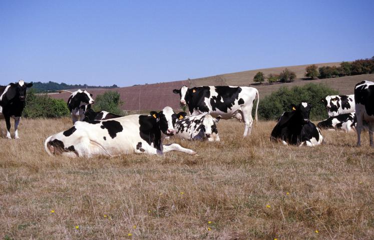 L'obligation d'une part conséquente de maïs dans la ration des troupeaux AOP rend encore plus difficile la question des fourrages, dans un été où les pâtures, comme les champs de maïs, sont grillés.