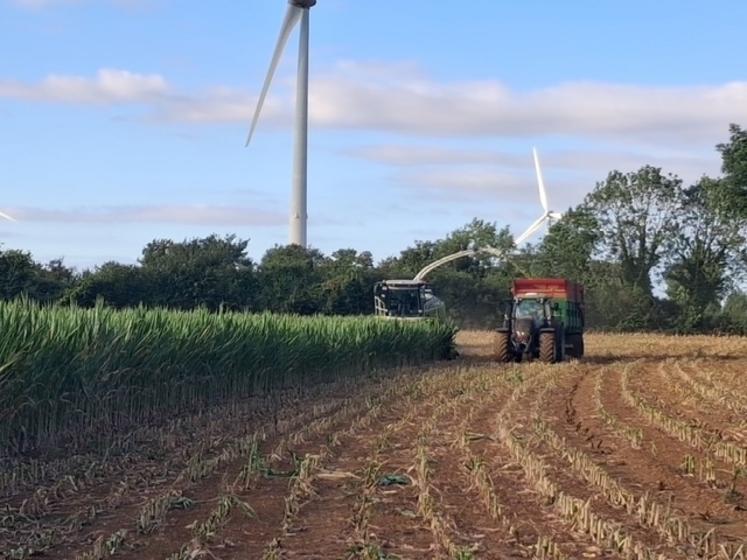 Les volumes d'ensilage de maïs récoltés vont être divisés pour trois ou quatre par rapport au potentiel. Pilier des systèmes bovins régionaux, la plante est très difficile à substituer dans la ration.