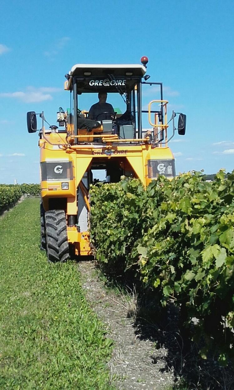 Les chantiers conséquents de vendanges qui vont durer deux à trois semaines, nécessitent de commencer tôt et de prendre en compte les conditions météo. 