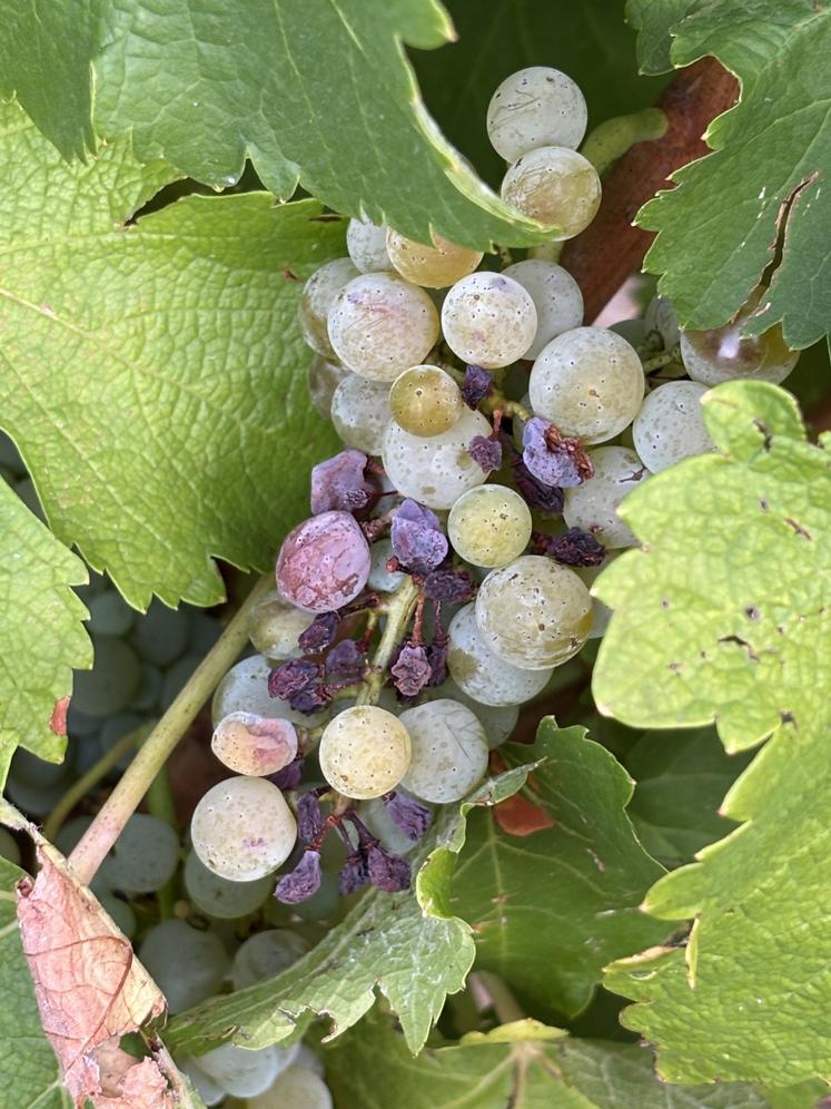 Sur certaines grappes, les grains sont parfois confits, avec un goût de pruneau.