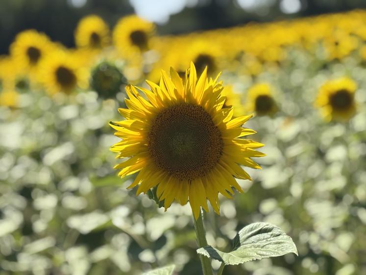 La récolte du tournesol est désormais autorisée.