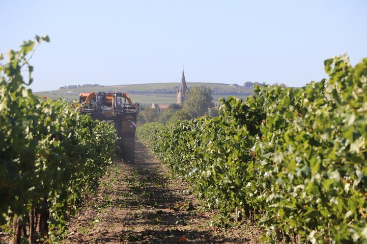Les vendanges 2026 semblent bien parties pour être les plus précoces dans le bassin de Cognac.