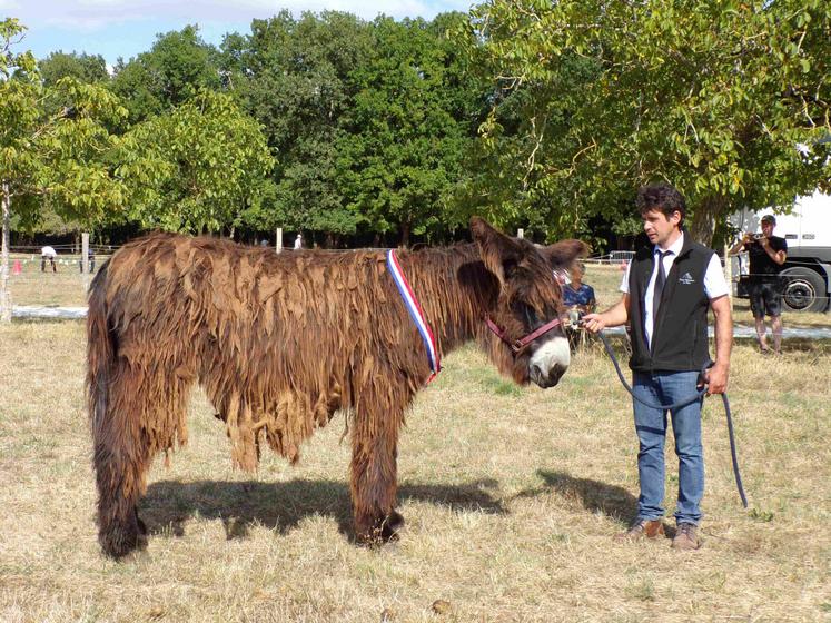 Kikolee de la Fa baudet du poitou 1er prix national 2025 bernard courtois