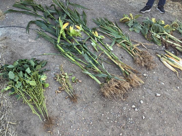 Comparatif de plants irrigués et non irrigués.