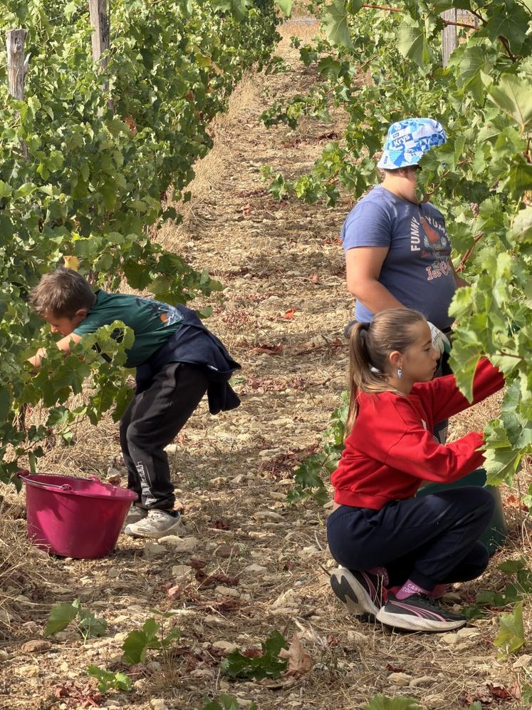 Une trentaine d'habitants de la commune ont vendangé à la main.