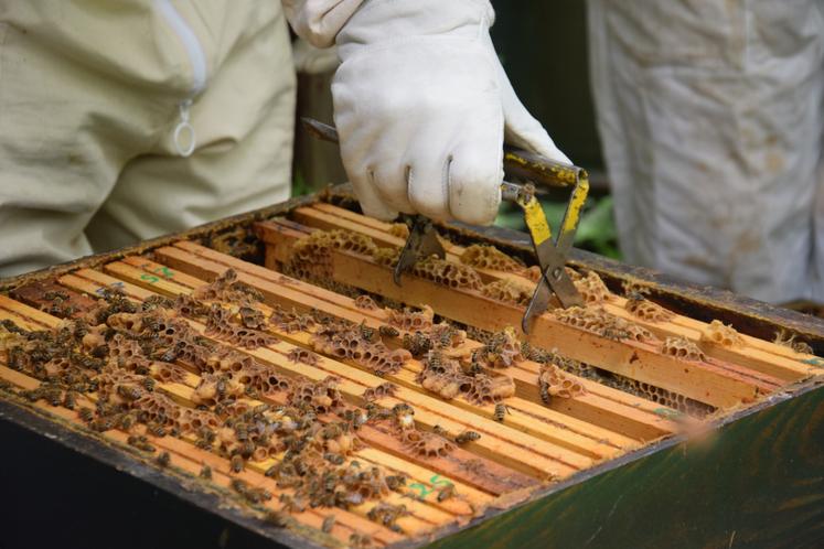 Les miels de printemps ont bien fonctionné, mais la récolte de miel d'été a été désastreuse, selon les professionnels installés en Charente.