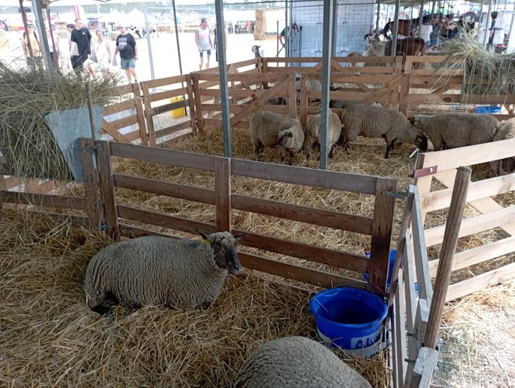 Les moutons étaient apportés par le lycée Saint-Antoine et l'OES Vendéen.