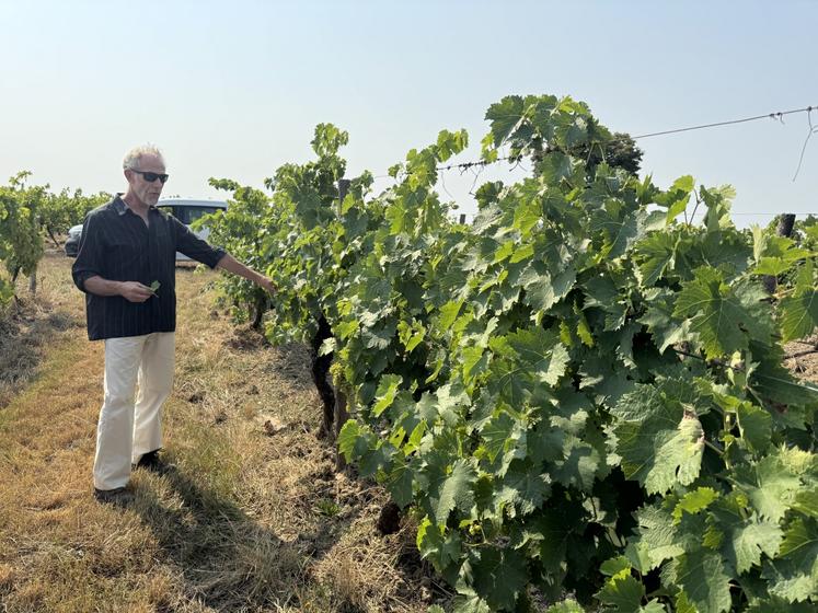 Vincent Dumot, Ingénieur d'études au BNIC, dans les vignes de Cherves-Richemont.