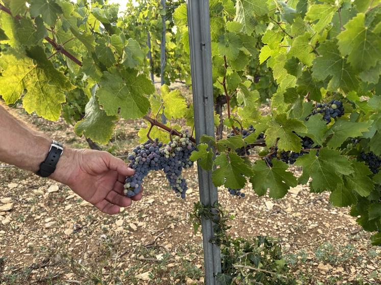 Certains grains de cabernet n'ont pas mûri.