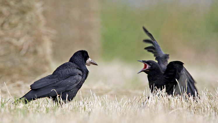 Le corbeau freux est maintenu dans la liste des Esod dans la Vienne jusqu'en 2029.