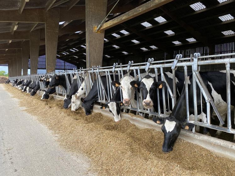 La ration des vaches laitières va pouvoir être ajustée pour répondre à la crise de disponibilité des fourrages.