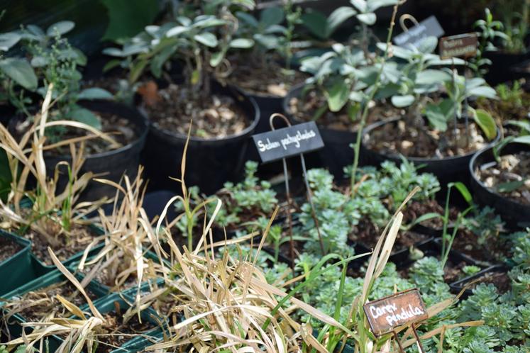 Dans sa pépinière, Katya compte déjà 500 variétés et 6 000 plants.