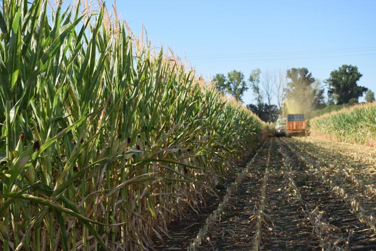 Deux bandes témoins laissées dans chaque parcelle de maïs, et battues en grain, détermineront la valeur de l'ensilage.