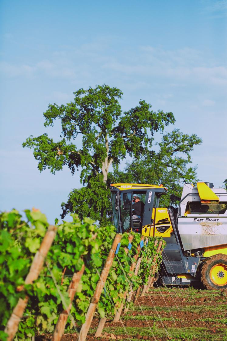Des adaptations opérationnelles sont nécessaires, pour répondre à l'hétérogénéité sur le vignoble et intraparcellaire. Des réglages spécifiques de la machine à vendanger sont nécessaires pour éviter la trituration. La fréquence et l'amplitude du secouage doivent être ajustées progressivement.