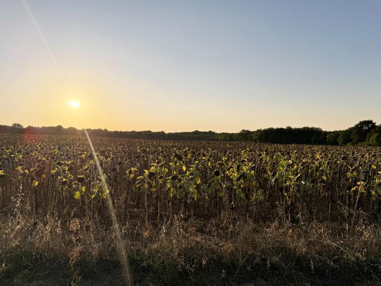 Champ de tournesol affaibli par la sécheresse à Dirac.