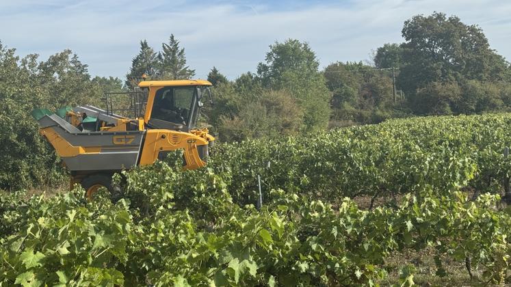 " On était autour de 12 à 13 hectolitres d'alcool pur par hectare l'an dernier. Cette année, on va voir, mais les rendements seront divisés par deux ", annonce la viticultrice Anne-Marie Vaudon. Une situation qu'elle attribue à la sécheresse et aux coups de chaud, mais aussi à l'hétérogénéité des terroirs.