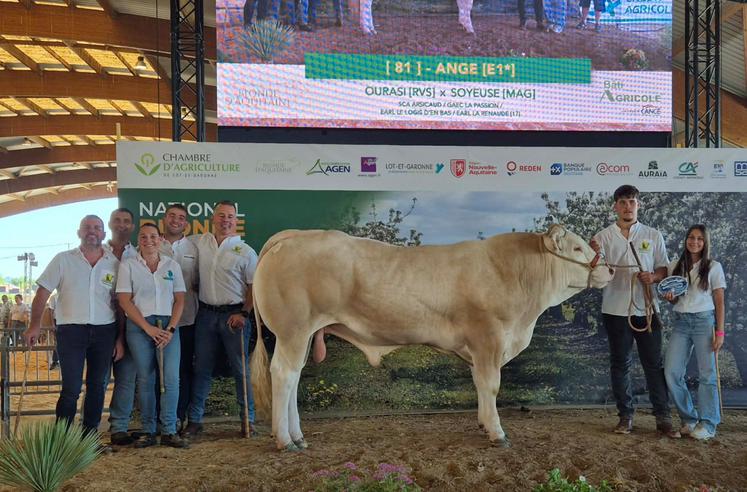 Taureau Ange, concours national Blondes d'Aquitaine 2026.