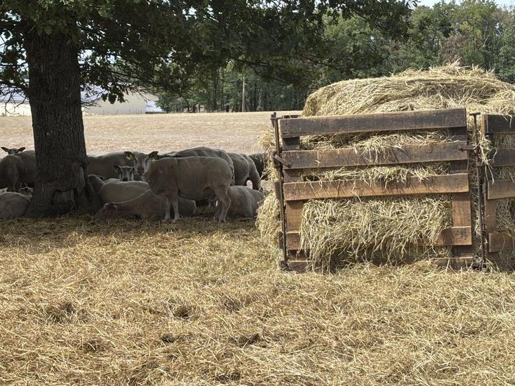 La retenue est notamment destinée à l'irrigation du fourrage pour les brebis de l'élevage. Cette année, elles ont consommé quasiment tous les stocks, et elles devraient pâturer des couverts végétaux cet hiver.