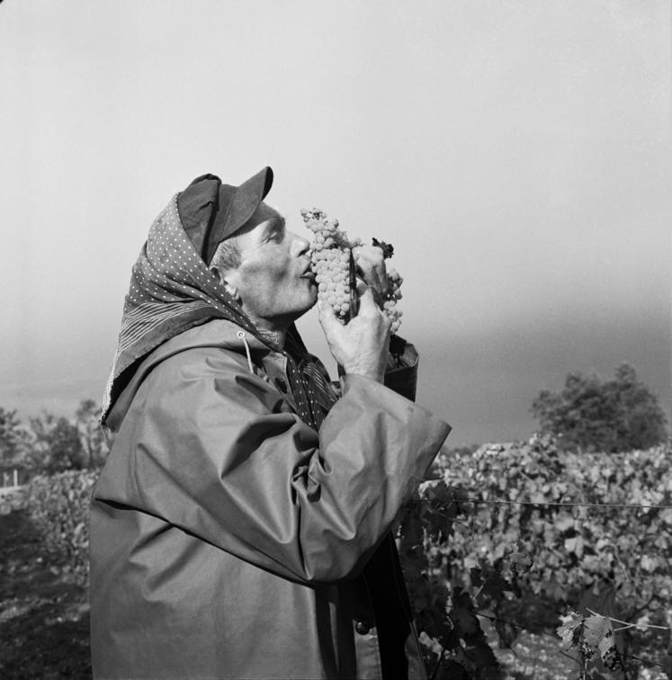 Si "le baiser de l'hôtel de ville" est le cliché de Robert Doisneau le plus connu, ici, c'est le baiser de la grappe qu'il immortalise !