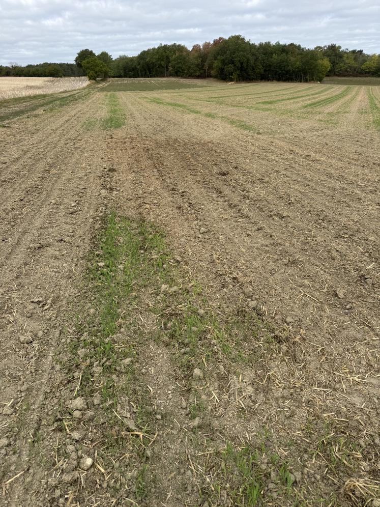 Dans cette parcelle du nord de la Vienne, une grosse partie des semis de colza ont disparu.