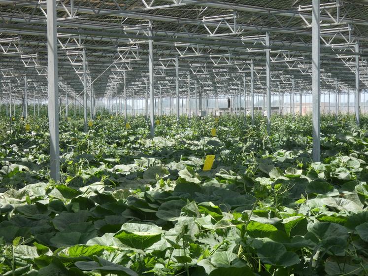 S'il ne s'agit pas d'une solution miraculeuse face à des situations exceptionnelles telles que les fortes chaleurs de cet été, les serres photovoltaïques constituent un outil intéressant pour limiter les impacts des aléas sur l'exploitation.