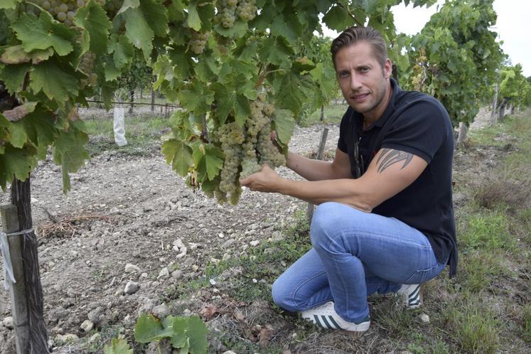 Dans certaines parcelles des cognacs Bertrand, les grappes sont particulièrement denses, constate Samuel Bertrand.