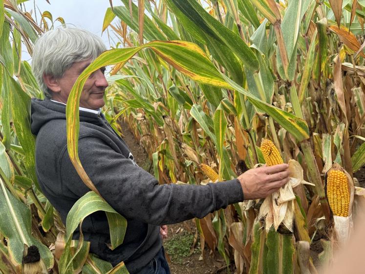 Sur la parcelle traitée avec le produit d'Elicit Plant, le rendement a augmenté d'environ 1,5 tonne à l'hectare. Les épis sont plus gros et plus réguliers que sur la parcelle non traitée.
