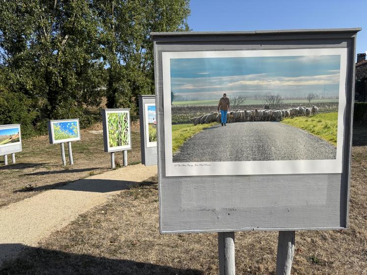 C'est cette photo qui a été choisie pour l'affiche de l'exposition. On y voit, au loin, un agriculteur au milieu des moutons, mais aussi sa fille, qui va prendre sa suite, au premier plan. Les animaux sont en train d'être déplacés pour pâturer des couverts végétaux d'une céréalier en ACS.