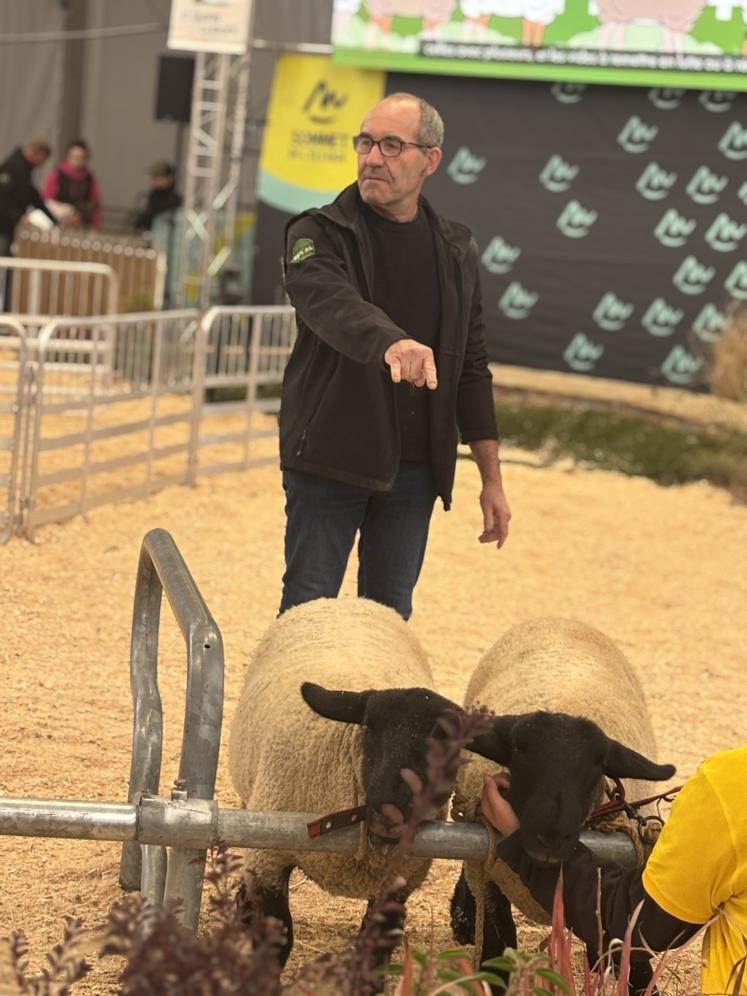 Vincent Bossis jugeait les Suffolk vendredi midi.