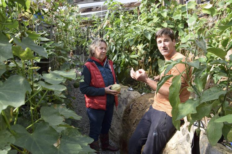 À deux mètres sous le niveau du sol, la serre est hors gel. Les plantes sont protégées.