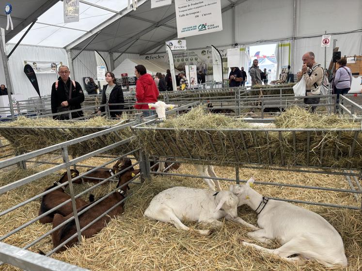 Plusieurs chèvres de Jérôme Clochard (Soléo Chevrettes), à Sanxay, étaient présentes dans le Hall 5. E.H.