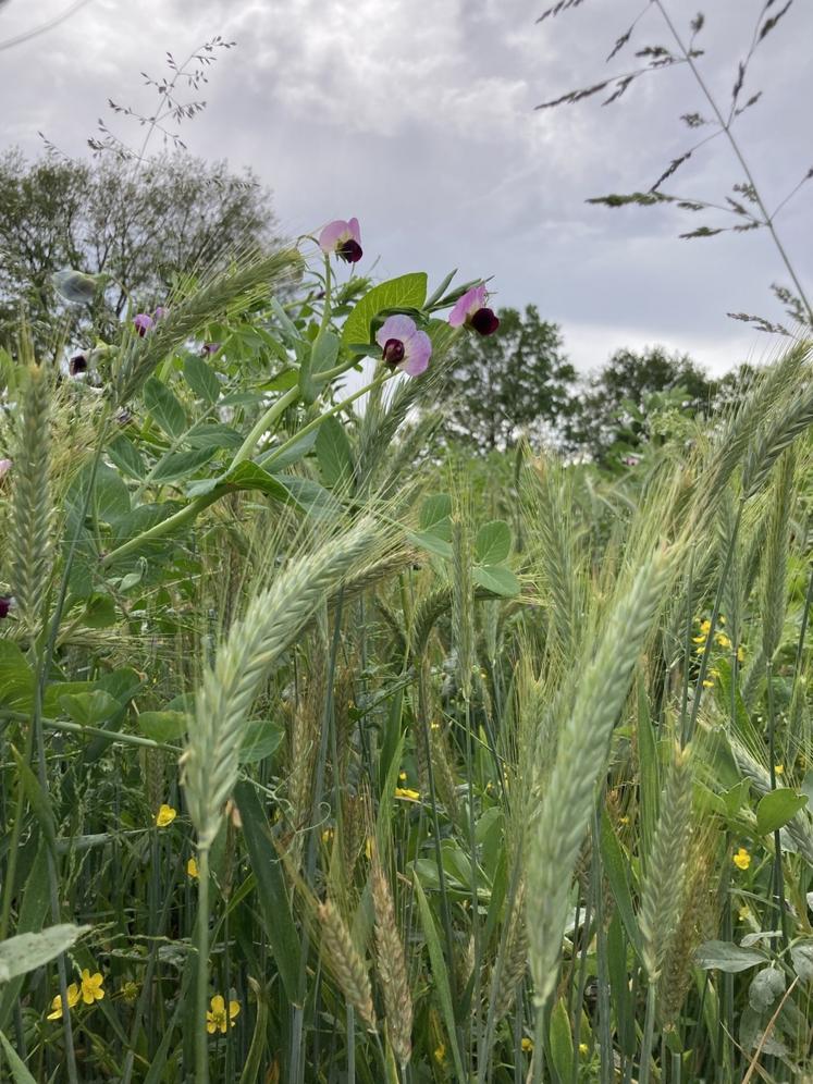 Au printemps prochain, le méteil implanté cet automne pourra être récolté en ensilage au mois de mai et ainsi reconstituer une partie des stocks qui fait aujourd'hui défaut