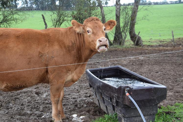 Palissade apprécie de pouvoir se désaltérer à volonté. L'abreuvoir est équipé d'un flotteur pour offrir constamment le même niveau d'eau.