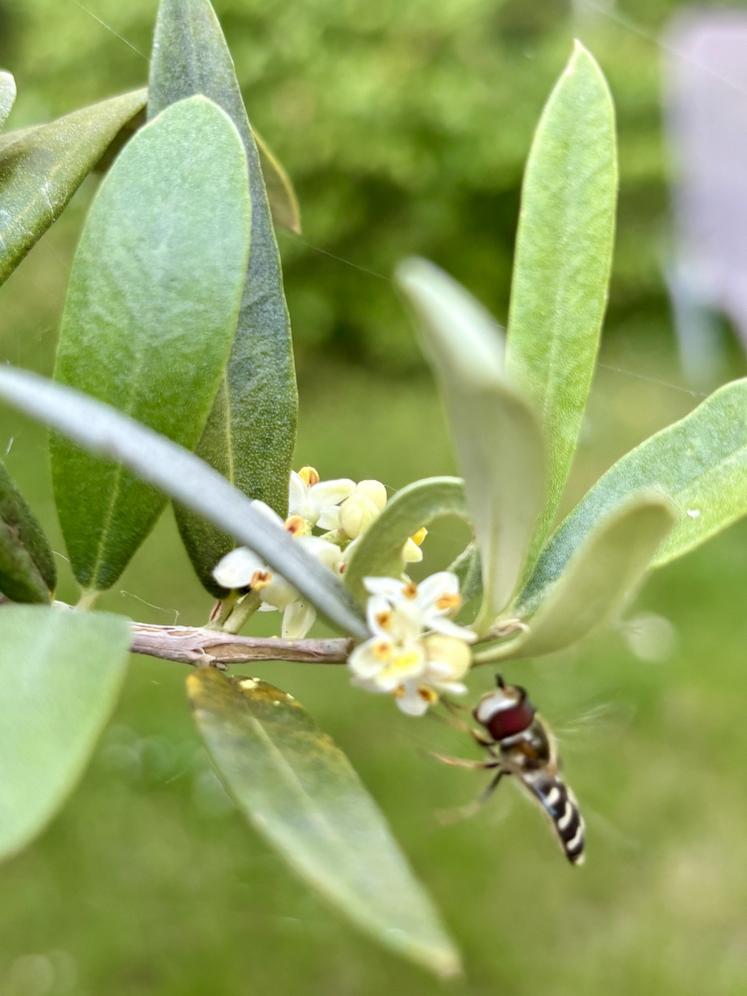 abeille olivier fleur olive