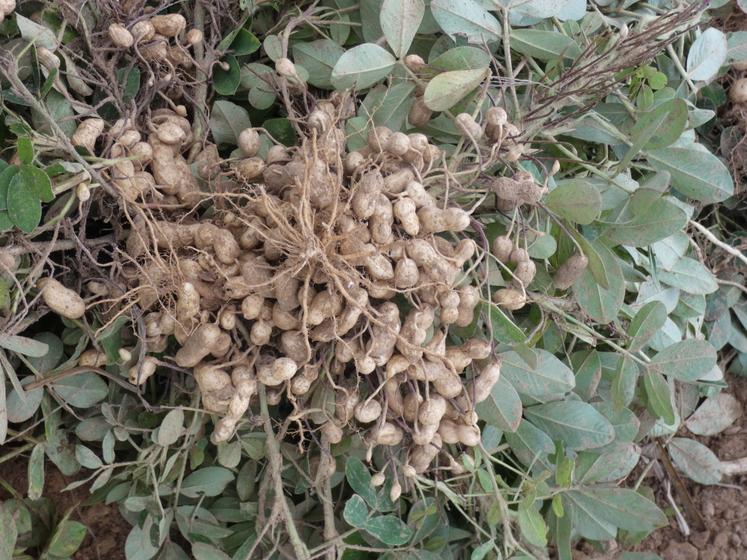 Une fois arrachées, les plants d'arachide sont laissés à sécher pendant plusieurs jours.