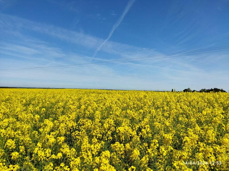 Pour les agriculteurs souhaitant adhérer à ce dispositif, une des conditions posées par Océalia est l'engagement de la totalité des surfaces en céréales et oléoprotéagineux de l'exploitation afin de pouvoir s'assurer de la diversité des assolements.